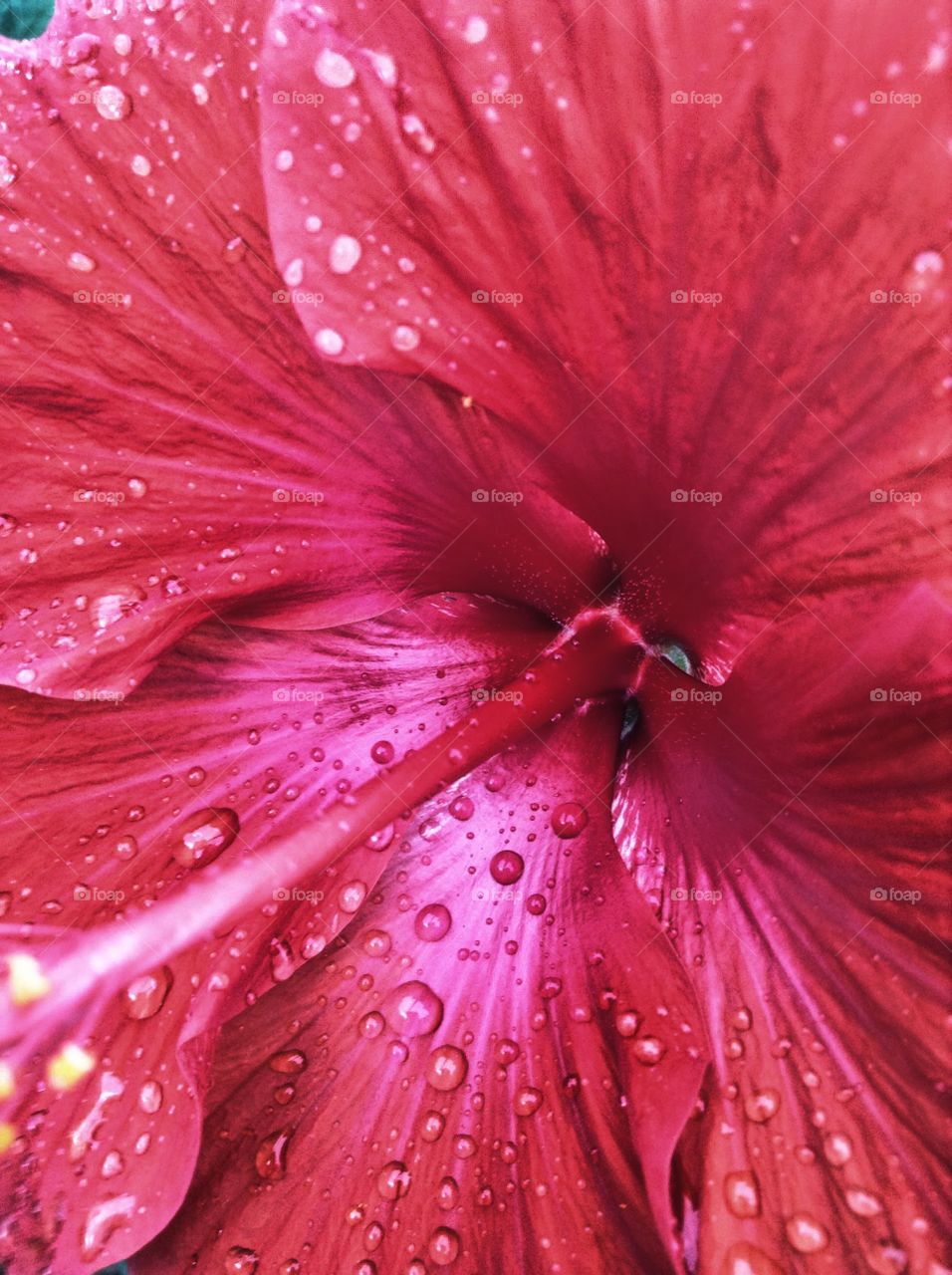 Aloha . Memories of the tropics.