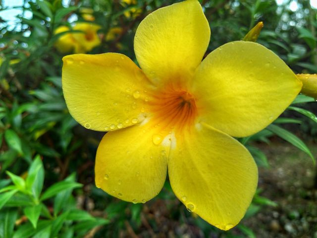 Beautiful yellow Allamanda flower in bloom.