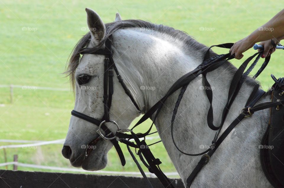 Pet owner on horse