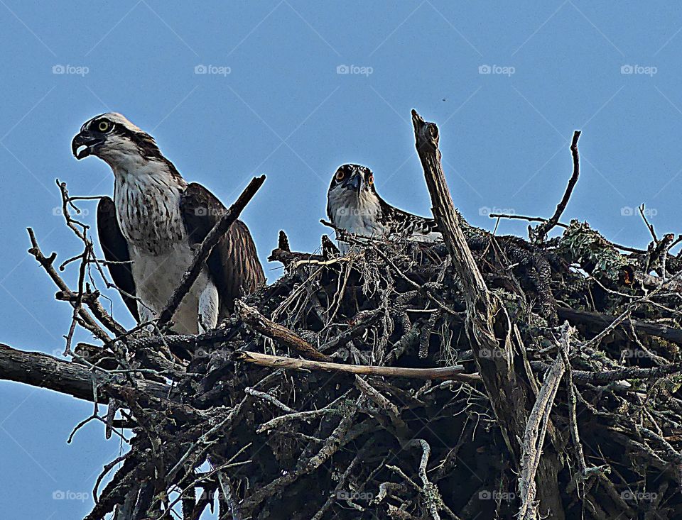 Wild Animals of The United States Foap Missions - Mother and father Osprey watch over their newly born baby Osprey in the nest 