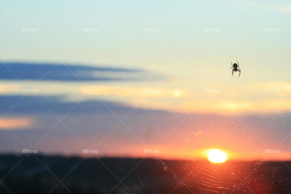 Spider, sunrise, dawn, spiderweb
