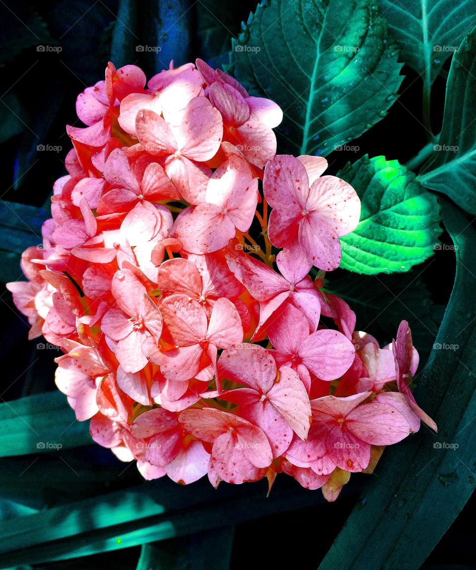 Salmon hydrangeas 