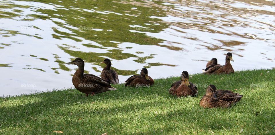 There are ducks near  the lake