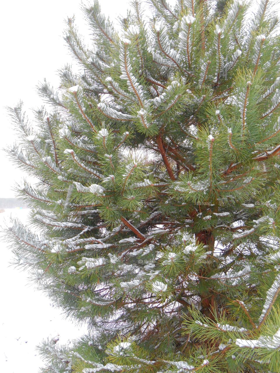 Tree, Pine, Needle, Christmas, Winter