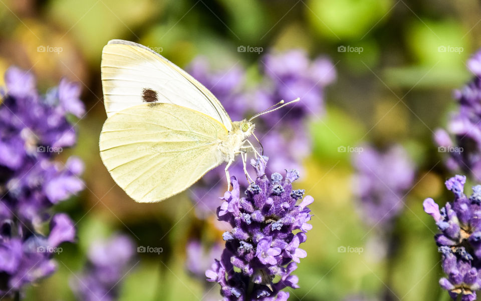 Gardasee Sirmione butterfly Lavendel Summer italy Italien 