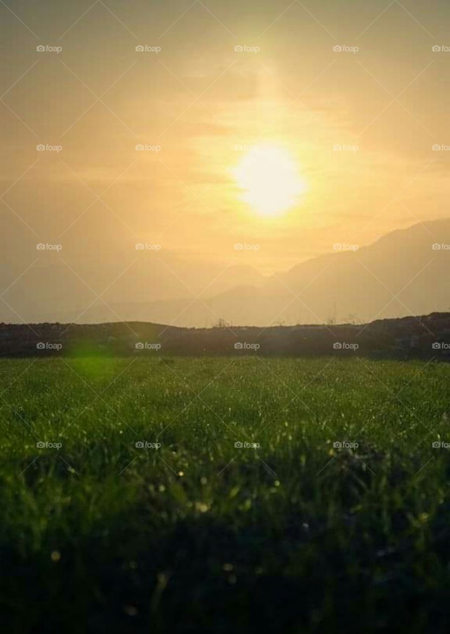 sunlight evening green