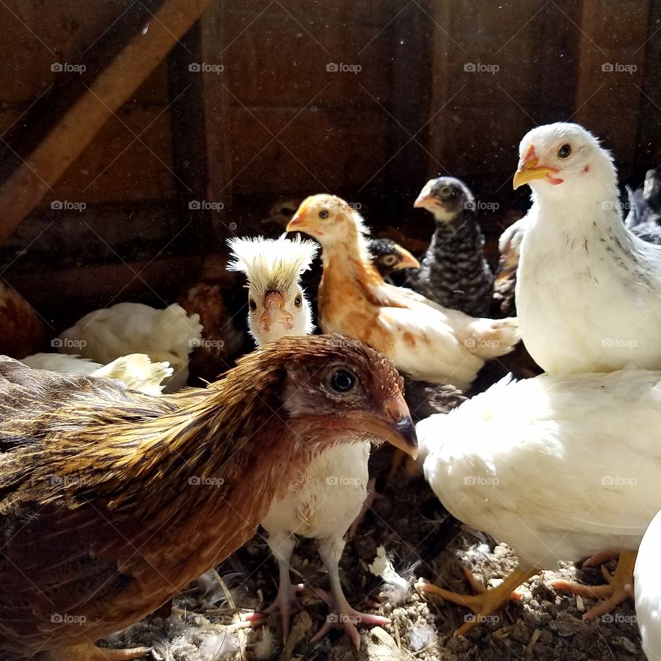 Poultry, Bird, Hen, Dame, Chicken