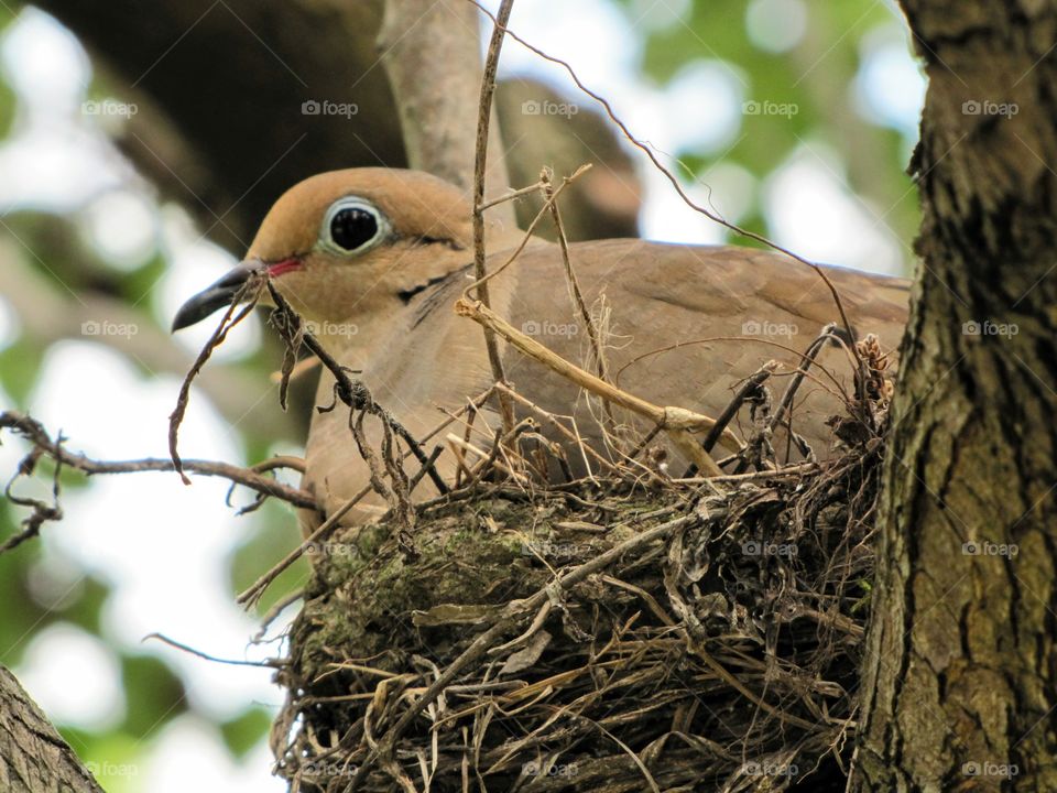 Close-up of bird's nest