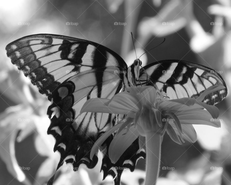 Eastern Tiger Swallowtail Butterfly: Here they get nectar from the brilliant Mexican Sunflower in my butterfly garden!