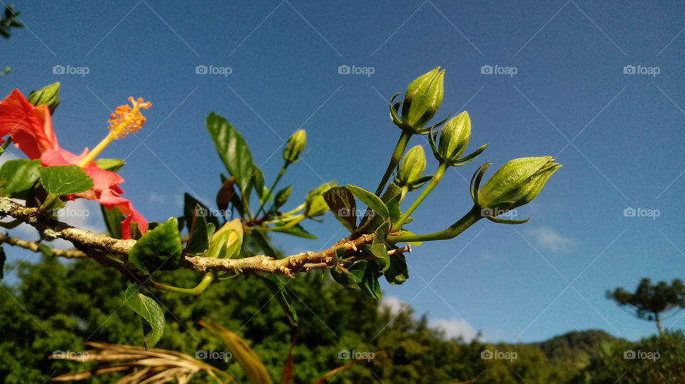 BOTÕES DE HIBISCOS NATURAIS