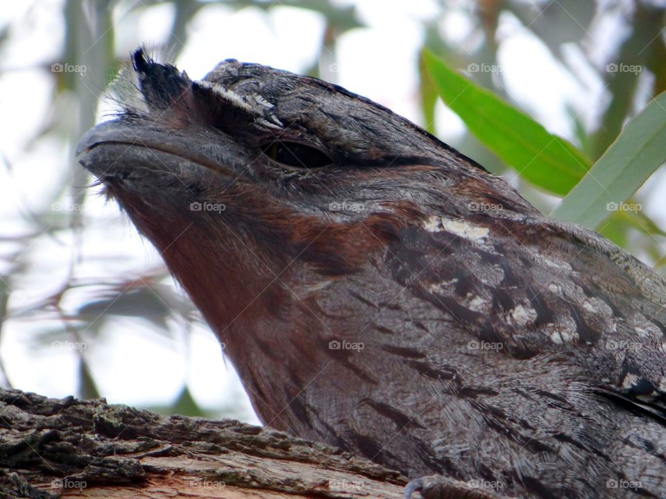 Tawney frogmouth owl