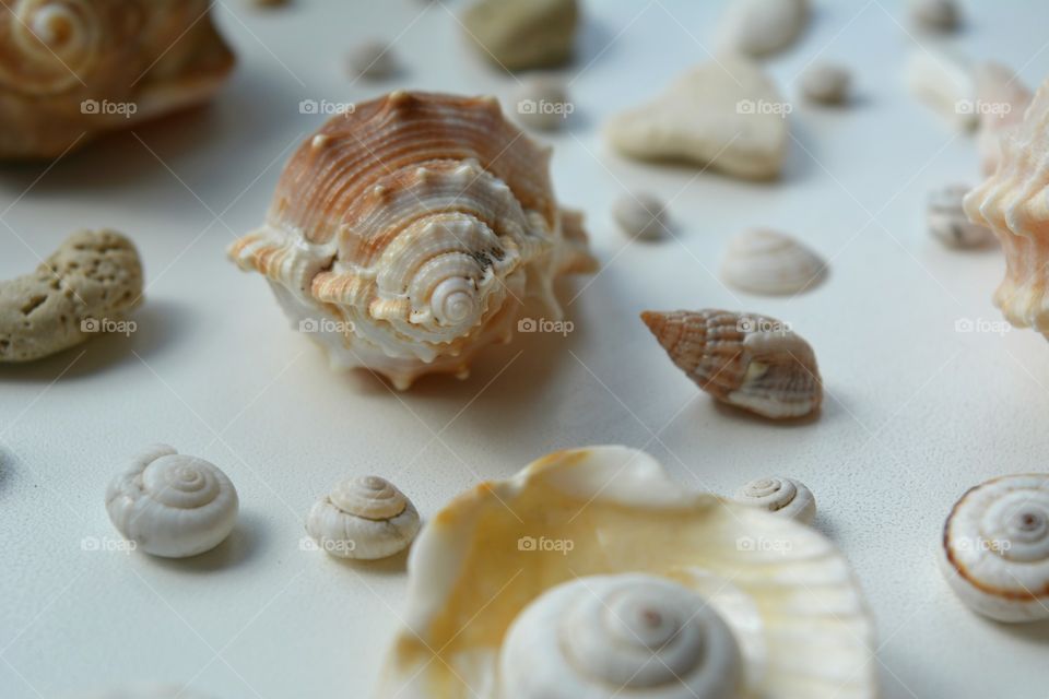 Seashell, Shell, Snail, Desktop, Conch