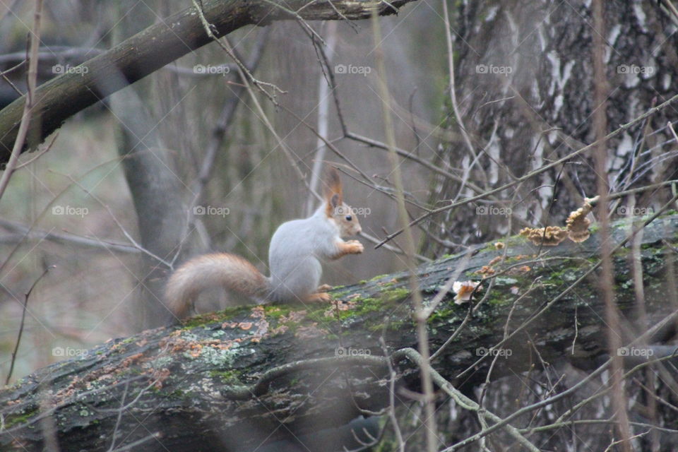 Eating squirrel in natural habitat 