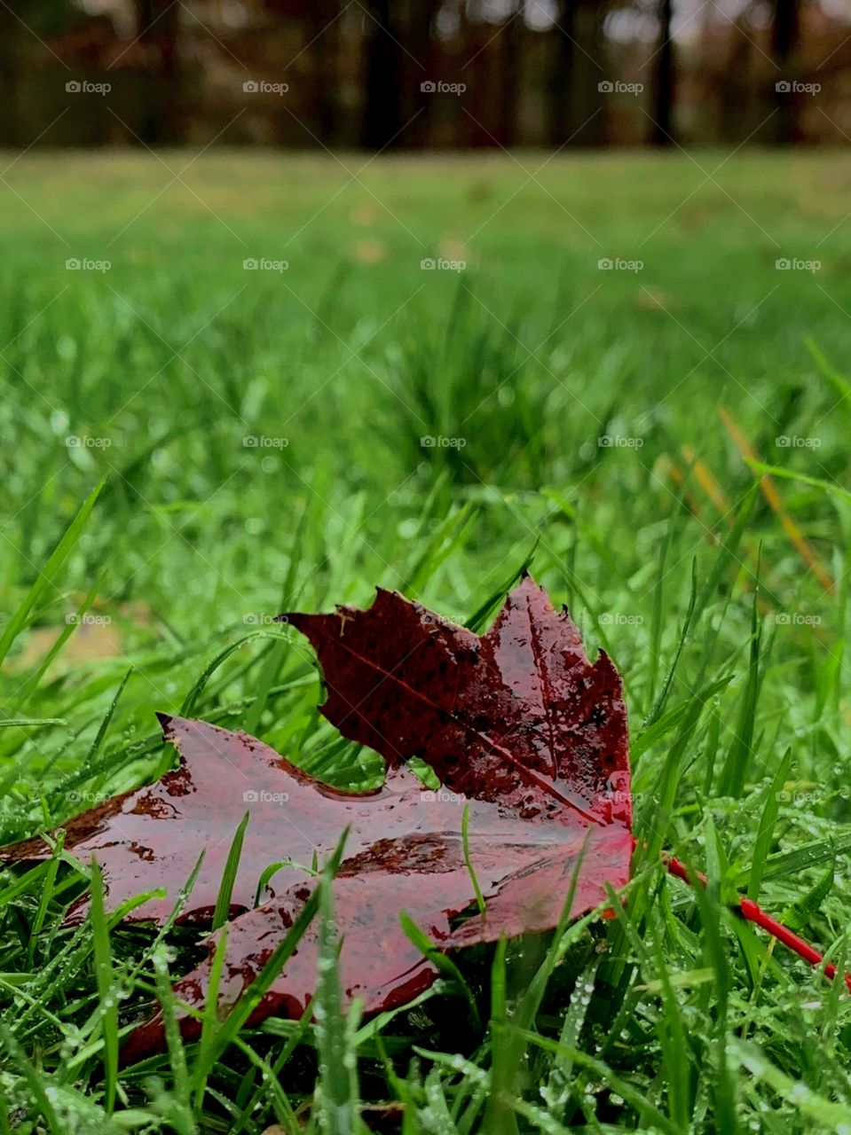 Red leaf on the dewy ground on a cloudy day