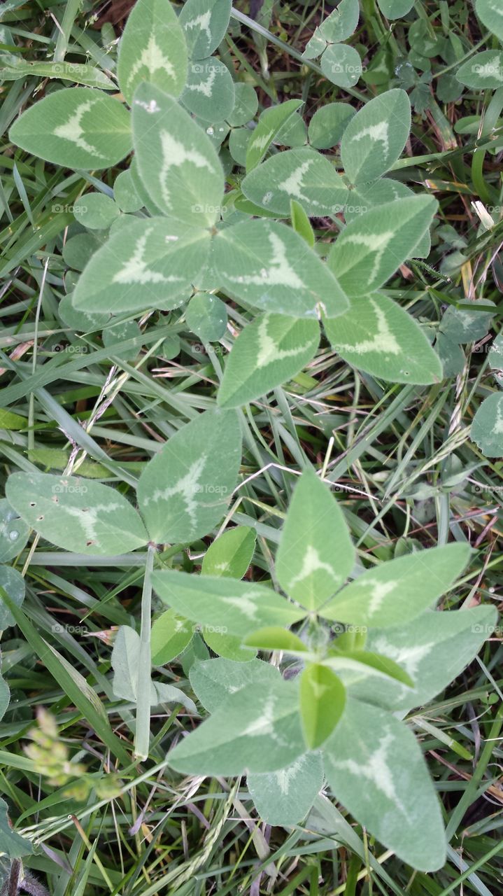 Red Clover. Clover Patch