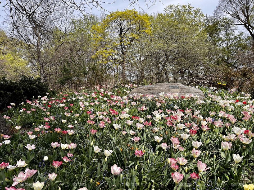 Spring field of flowers