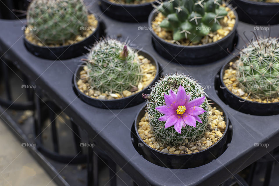 Pink flowers of castas That is blossoming in pots.