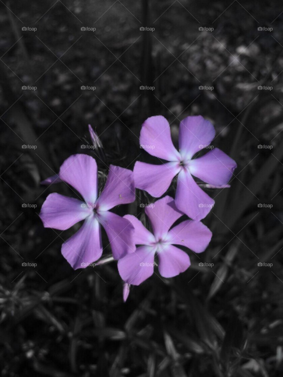 Purple pretties
