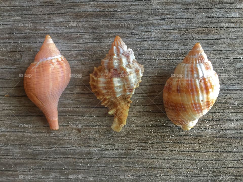Sea Shells 