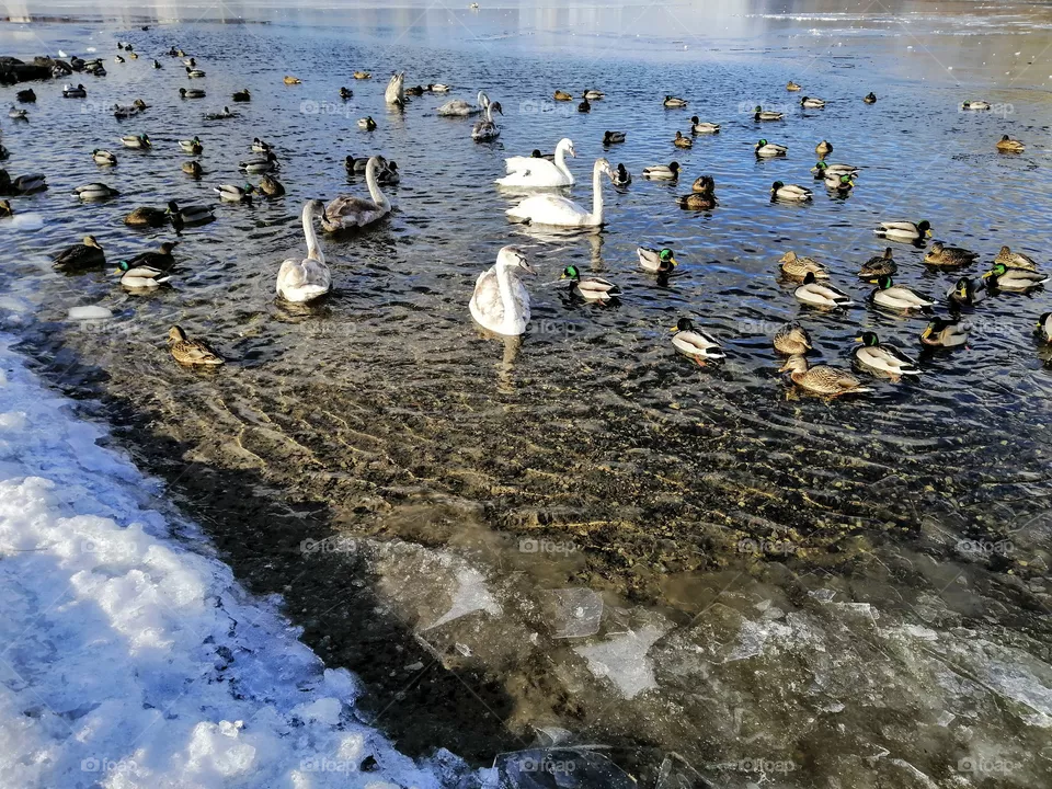 Spring