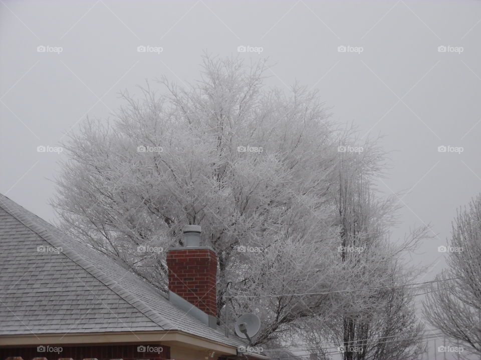 Jack frost nipping at the nose 👃 👅 3