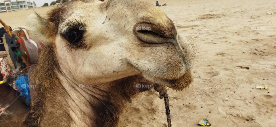 camel's eye at essaouira city in Morocco.