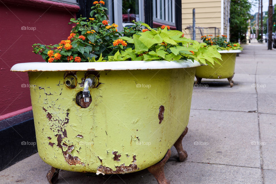 Flowers planted in a rustic, vintage bathtub in an urban setting