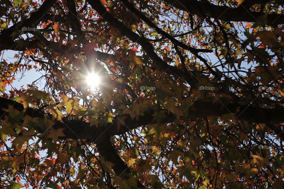 Sun rays passing through yellow leaves