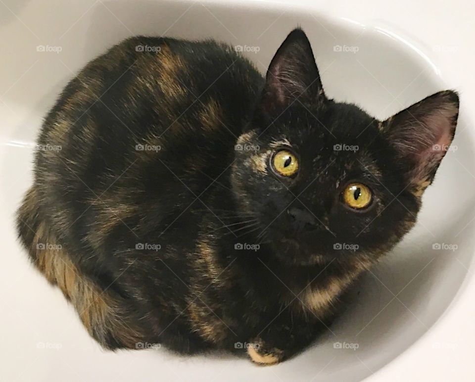 Siamese cat sitting in sink. Black and Tan. Staring. Beautiful. 