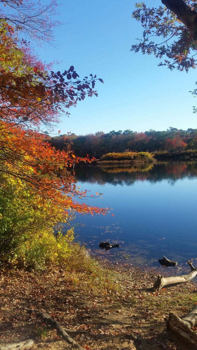 Fall, No Person, Tree, Leaf, Nature