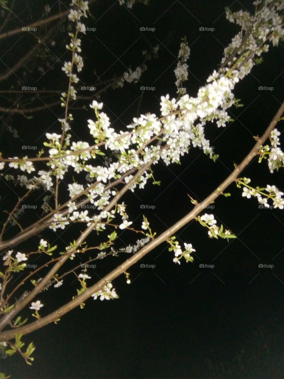 In Bloom by night