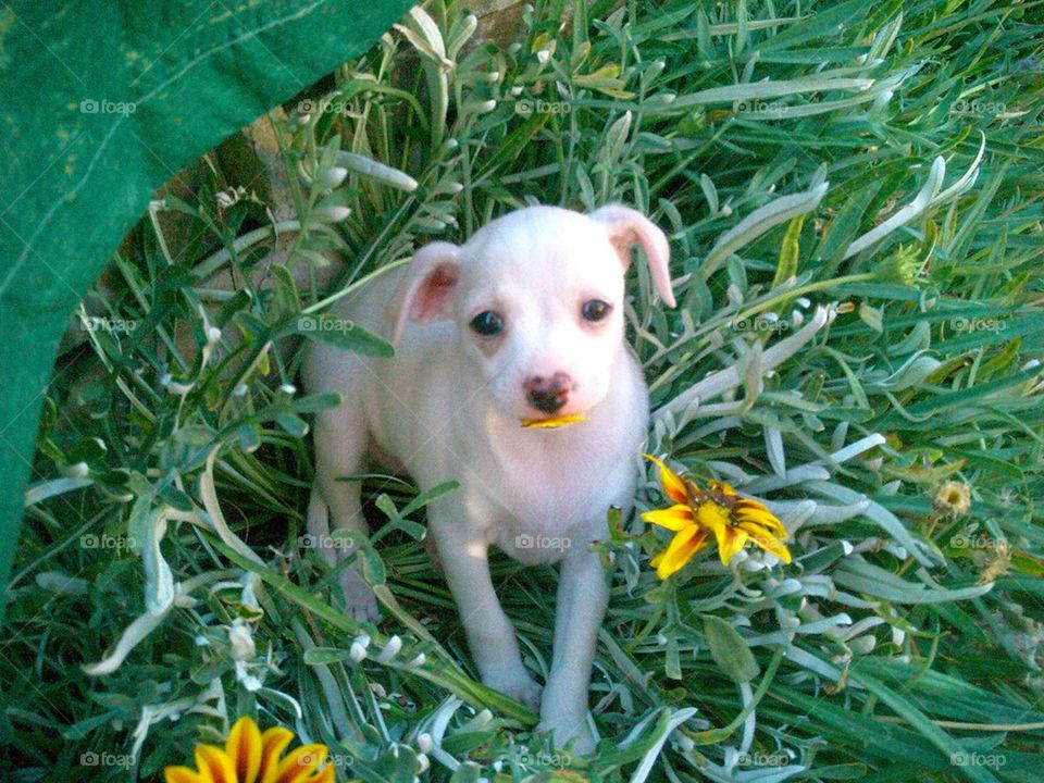 Daisy eating daisies