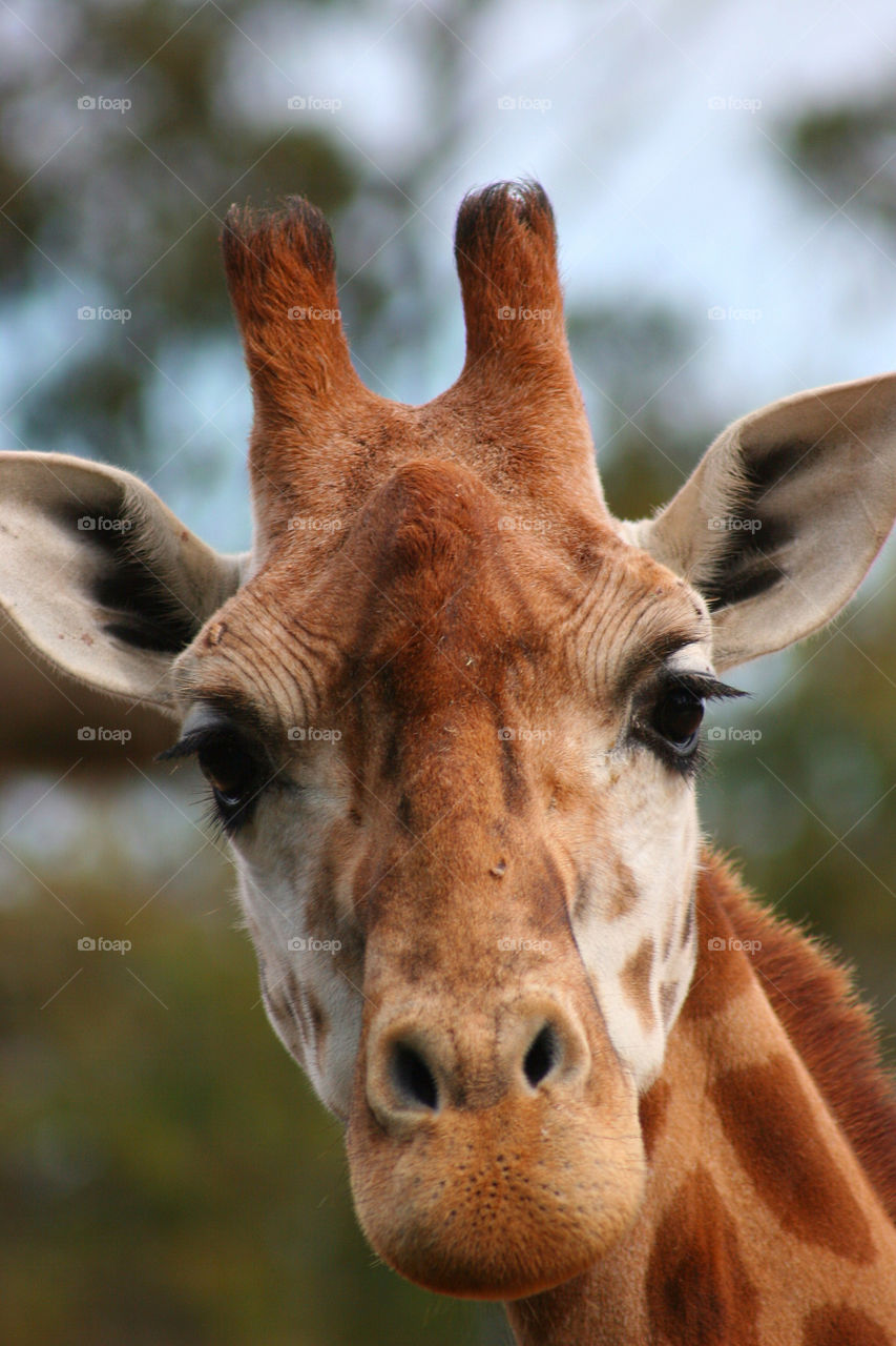 macro close face animal by kshapley