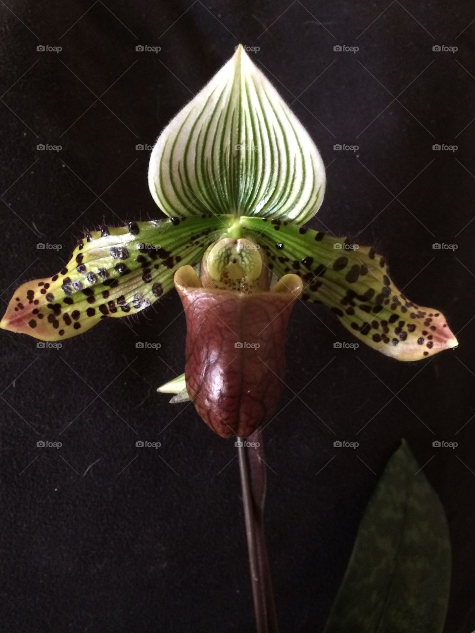 Orchid. Paphiopedilum Magical Venus