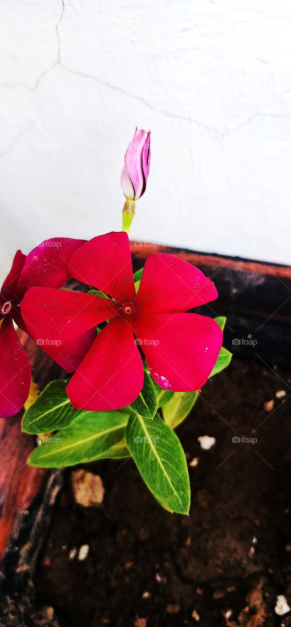 Dark red flower