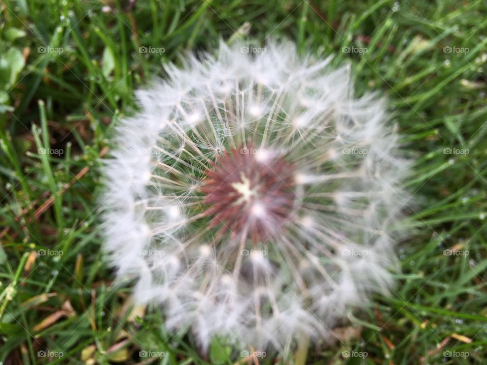 Dandelion in bloom