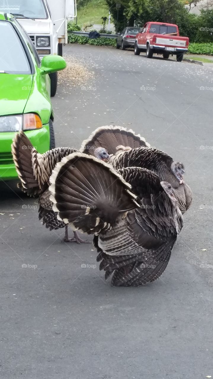 urban turkeys. wild turkeys wandering into my neighborhood 