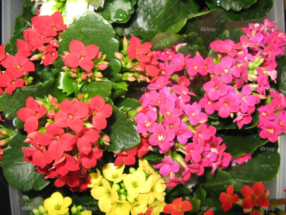 Kalanchoe Flowers