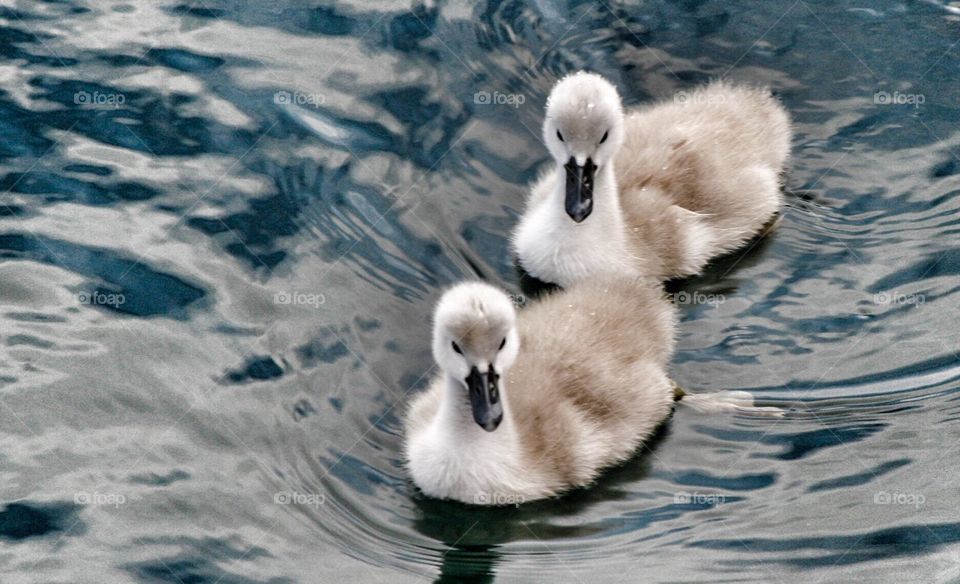 Two swan chicks. 