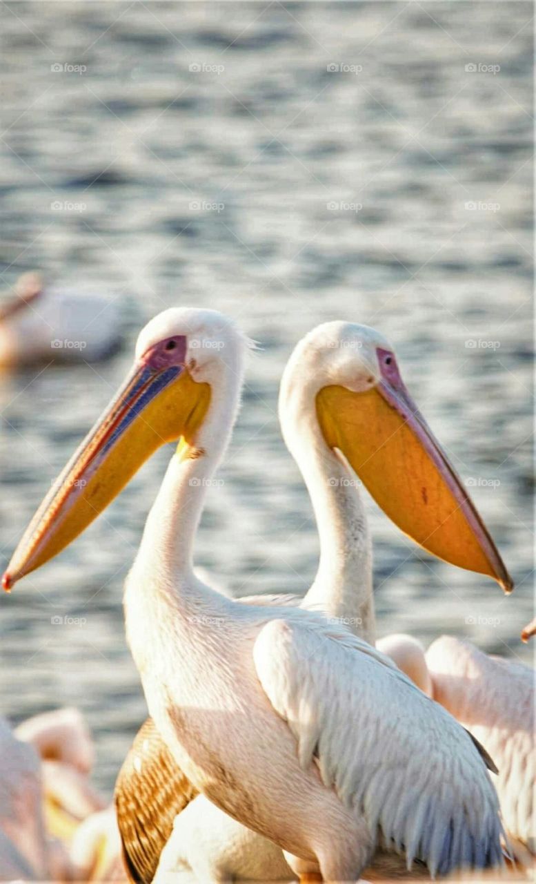 Pelican bird