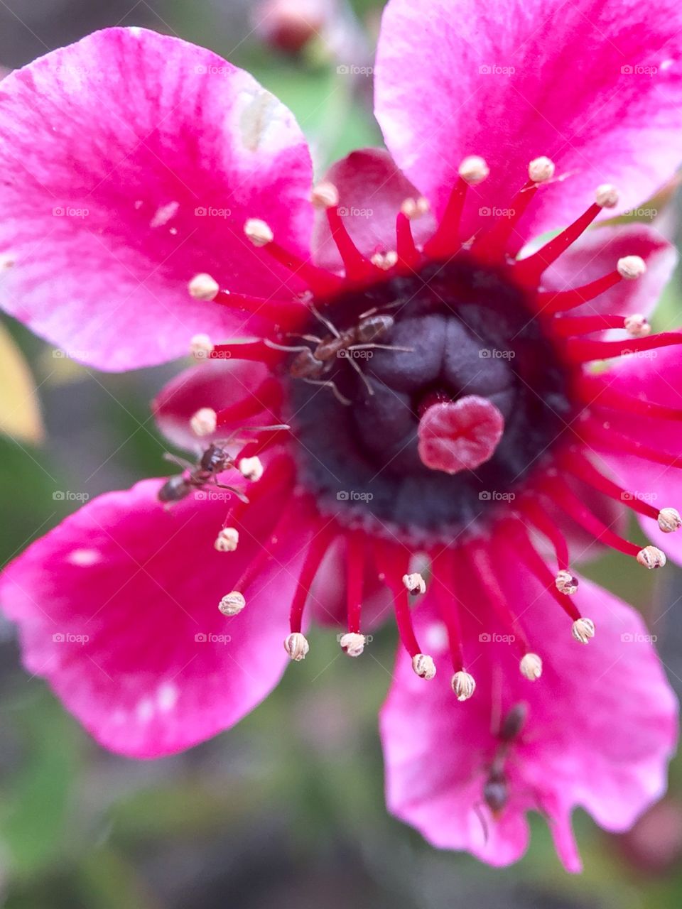 Flower, Ants, Macro 