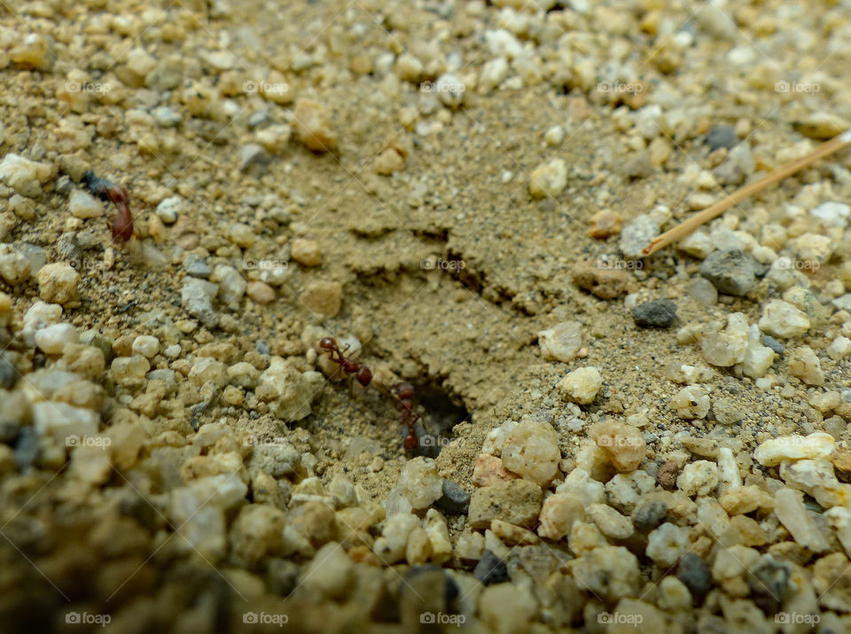 An ant helping the others with its new home