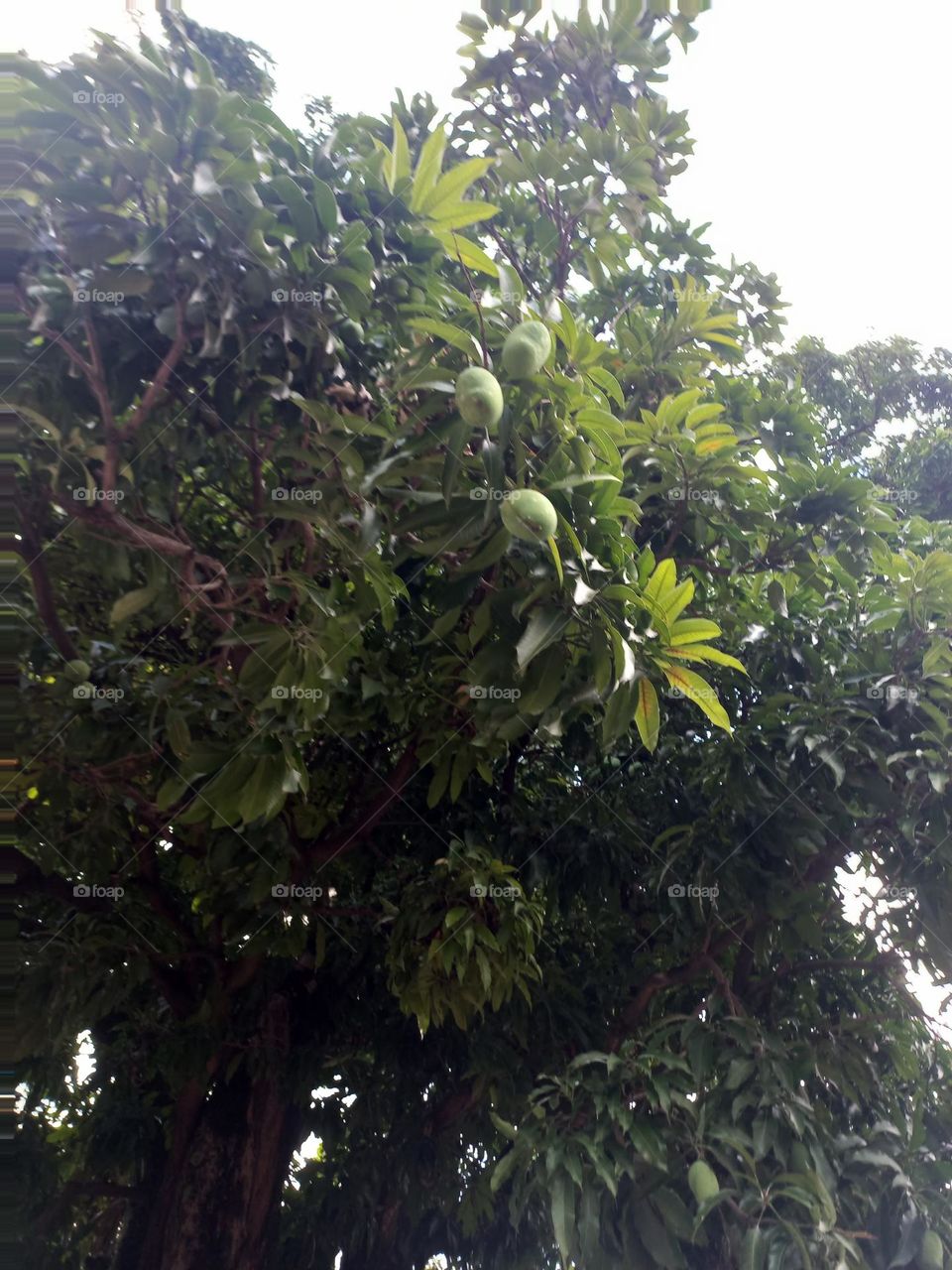 As árvores tem funções  importantes  para o Meio Ambiente . Elas aumentam a umidade do ar,  refrescam o ambiente, realizam a fotossíntese,  resultando na produção  do oxigênio  essencial para os seres vivos