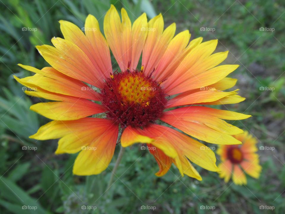 flowers of my garden, summer is the time to bloom