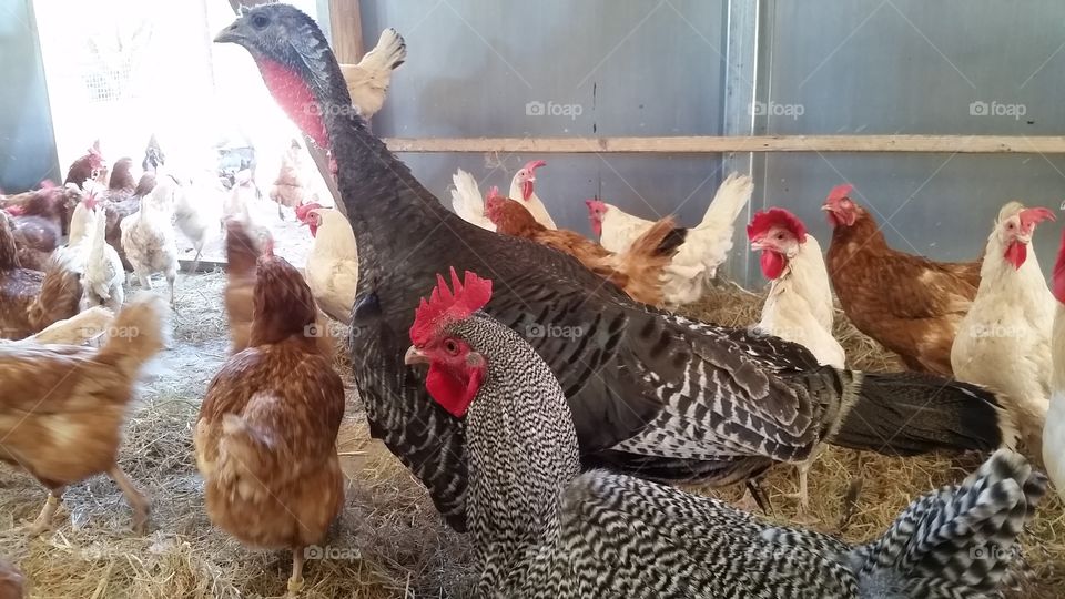 Rescued Hens