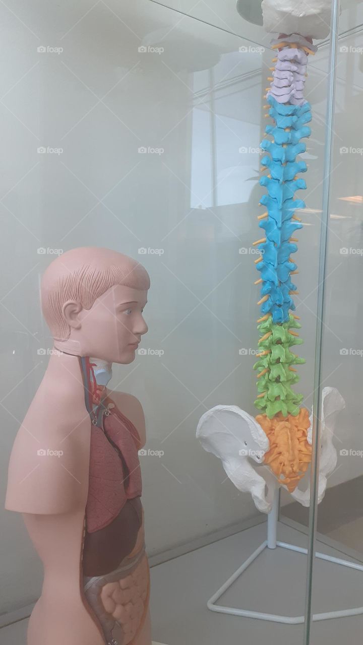 Anatomy Models