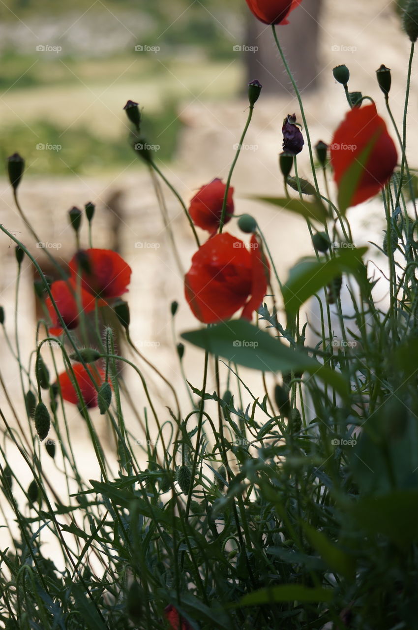 Amapolas growing outdoors