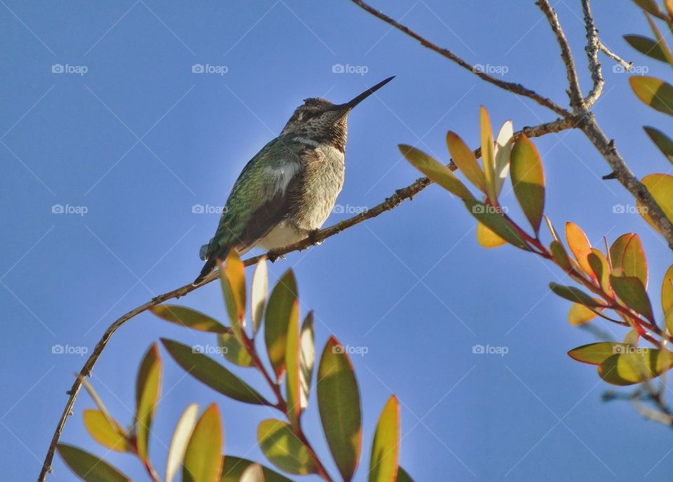 Hummingbird At Rest