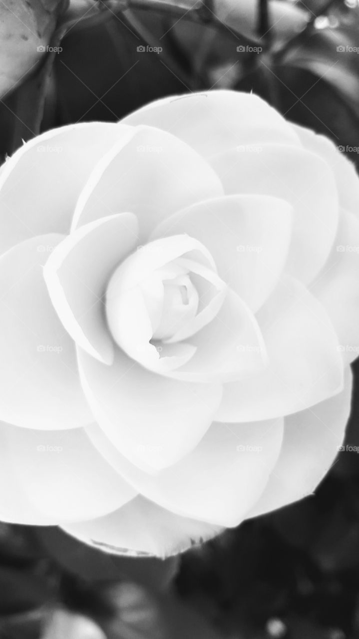 white rose