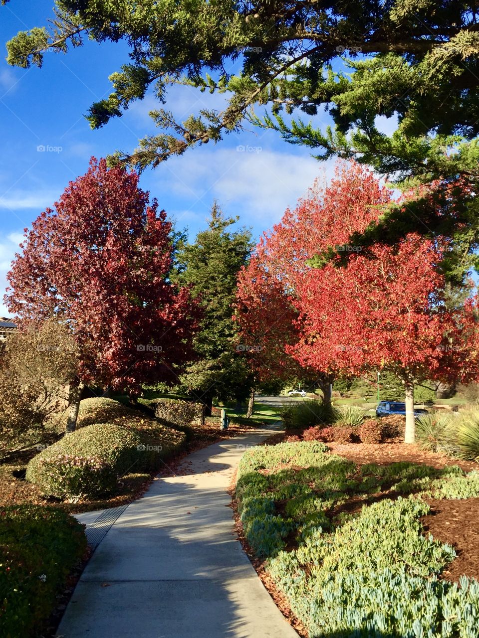 Nipomo Trees